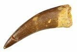 Fossil Plesiosaur (Zarafasaura) Tooth - Morocco #297870-1
